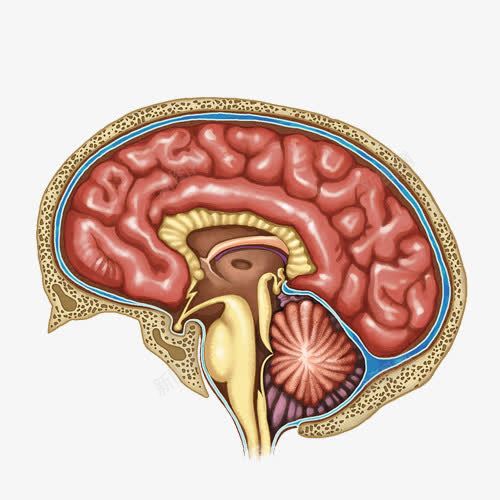 手绘人脑结构图png免抠素材_新图网 https://ixintu.com 人脑 医疗 手绘大脑 脑部