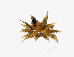 古化石侏罗纪藓类植物3高清图片