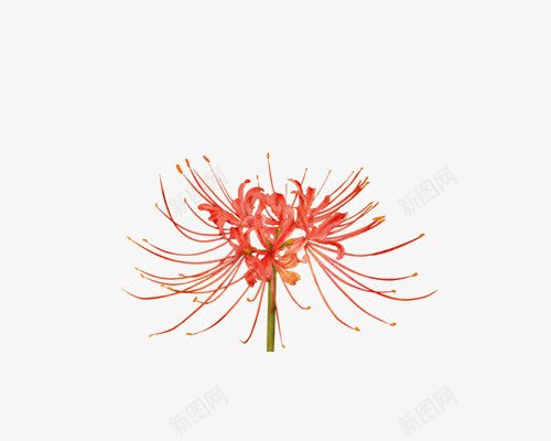 花卉png免抠素材_新图网 https://ixintu.com 小花 曼珠沙华 花卉 花朵