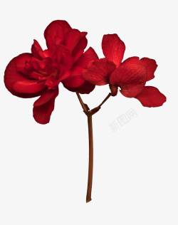 蝴蝶兰花瓣实物红色花朵蝴蝶兰花朵高清图片