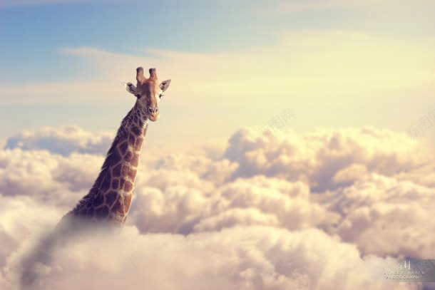 云层中的长颈鹿头海报背景jpg设计背景_新图网 https://ixintu.com 云层 海报 背景 长颈鹿