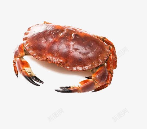 面包蟹png免抠素材_新图网 https://ixintu.com 海鲜类图片 红色的蟹子图片 美味的螃蟹图片 螃蟹图片 钳子图片