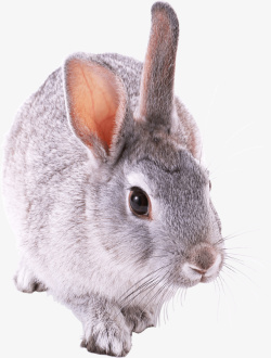动物园免扣PNG图山上的野兔高清图片