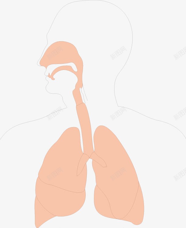 人体呼吸道png免抠素材_新图网 https://ixintu.com 人体 养生 口腔 肺部 食道
