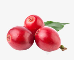 罗勒属植物png红色反光带叶子的咖啡果实物高清图片