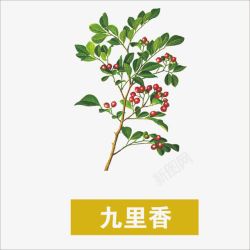 九里香草药高清图片