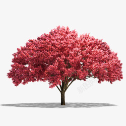 红色茂盛的大树植物素材