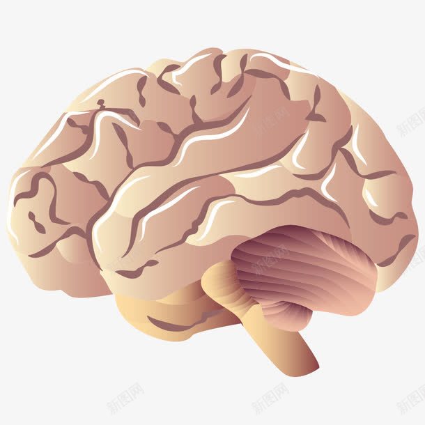 脑子png免抠素材_新图网 https://ixintu.com 人脑 卡通大脑 大脑 脑子 脑花