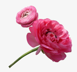 两朵莲花两朵粉色洋牡丹高清图片