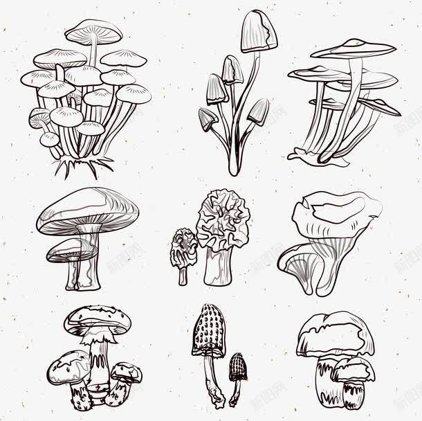 手绘蘑菇集合png免抠素材_新图网 https://ixintu.com 卡通 手绘 样式 矢量PNG 素描 蘑菇 金针菇