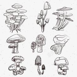 手绘金针菇手绘蘑菇集合高清图片