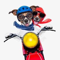 摩托车可爱的两只小狗高清图片