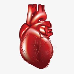 心脏血管人体心脏图标高清图片