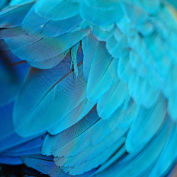 质感主图蓝色羽毛背景高清图片