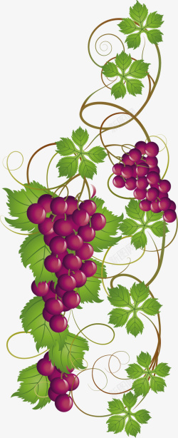 葡萄酒酒标卡通葡萄食物元素图标高清图片