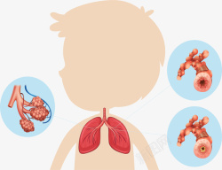 儿童疾病儿科呼吸心肺功能矢量图高清图片