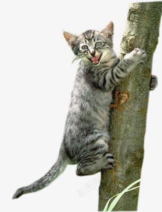 爬树的猫咪png免抠素材_新图网 https://ixintu.com 小猫 猫 猫咪实景照片 猫尾