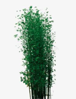 翠绿的竹子一丛竹林高清图片