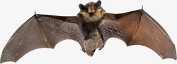 动物的万圣节展翅蝙蝠高清图片
