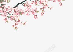 桃花摄影摄影创意粉红色的桃花高清图片