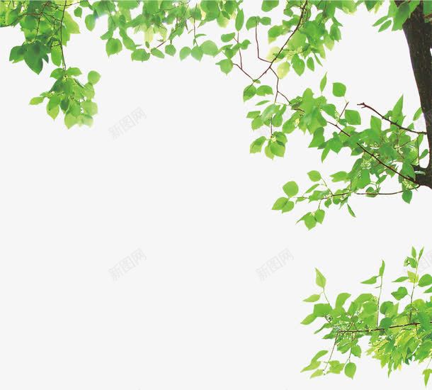 绿色树枝png免抠素材_新图网 https://ixintu.com 大树 插图 树叶 装饰 配图