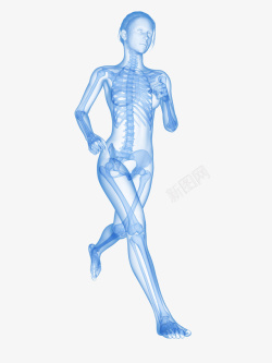 生物医学插画女人慢跑骨骼系统插画高清图片