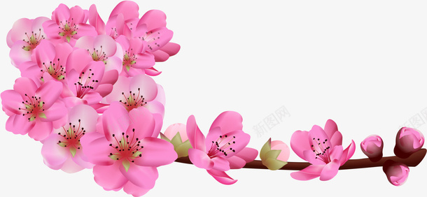 粉色樱花png免抠素材_新图网 https://ixintu.com 树枝 植物 樱花枝 粉红色 花朵