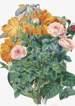 月季花簇素材