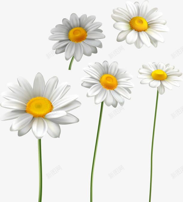 几朵小白花png免抠素材_新图网 https://ixintu.com 植物 白色 花瓣 鲜花