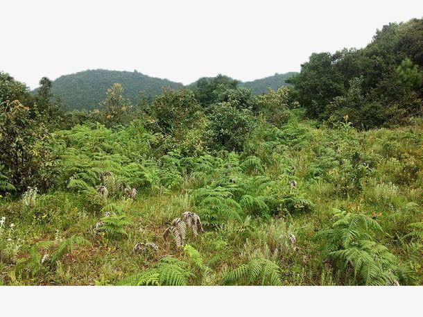 杂乱的树林png免抠素材_新图网 https://ixintu.com 山峰 摄影 杂草 林业 林地 树木 树林 森林 植物 绿色 自然