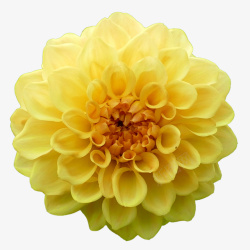 四季盆栽实物黄色大丽花花朵高清图片