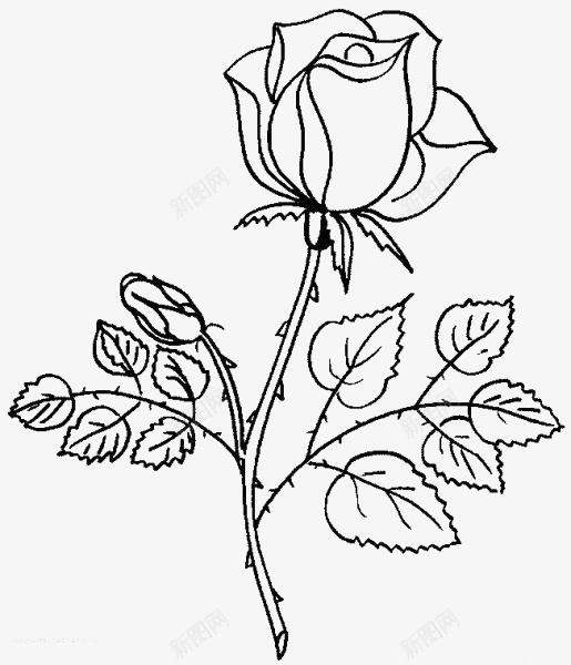 带刺的玫瑰花png免抠素材_新图网 https://ixintu.com 带刺 玫瑰纹身 玫瑰花 素描 素材 黑白