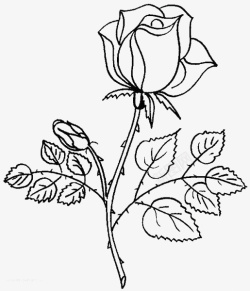 玫瑰花素描带刺的玫瑰花高清图片