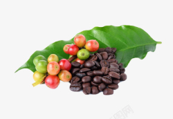 西域神果红色咖啡果和咖啡豆在叶子上高清图片