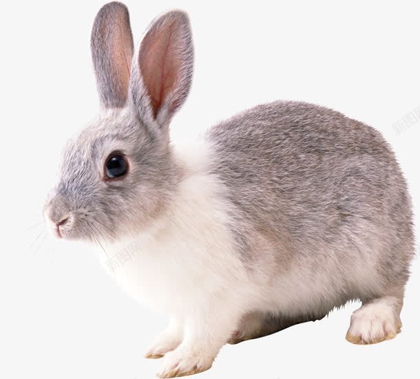 兔子png免抠素材_新图网 https://ixintu.com 漂亮的兔子 灰兔子