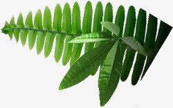 银蕨小草png免抠素材_新图网 https://ixintu.com 植物小草银蕨绿化新西兰