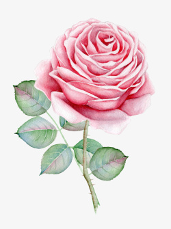 刺玫瑰带刺的玫瑰花高清图片