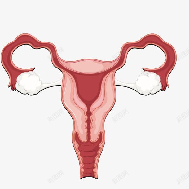 输卵管png免抠素材_新图网 https://ixintu.com 人体 人体构造 女性 构造 身体