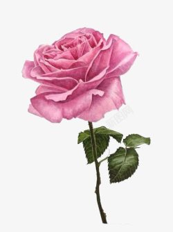 手绘光盘贴粉色玫瑰高清图片