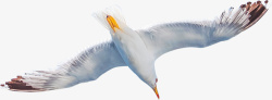 海鸥张开翅膀摄影素材