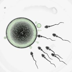生物学的研究精子高清图片
