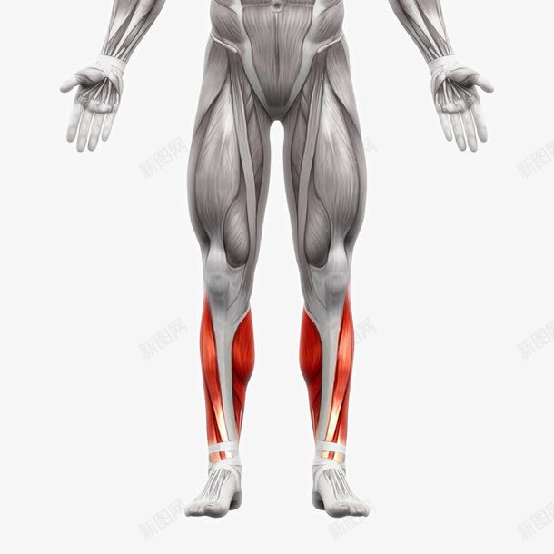 人体肌肉组织分布png免抠素材_新图网 https://ixintu.com 人体器官人体模型 人体结构图 人体肌肉组织分布 人体骨骼 医学研究 肌肉组织 肌肉锻炼 肱二头肌