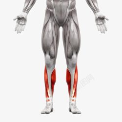脚部肌肉分布人体肌肉组织分布高清图片