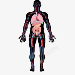 人体的胃人体模型高清图片