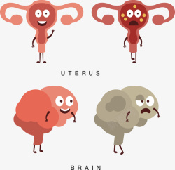 生殖器官子宫与卵巢素材