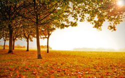 落叶树满地落叶树木阳光穿透高清图片