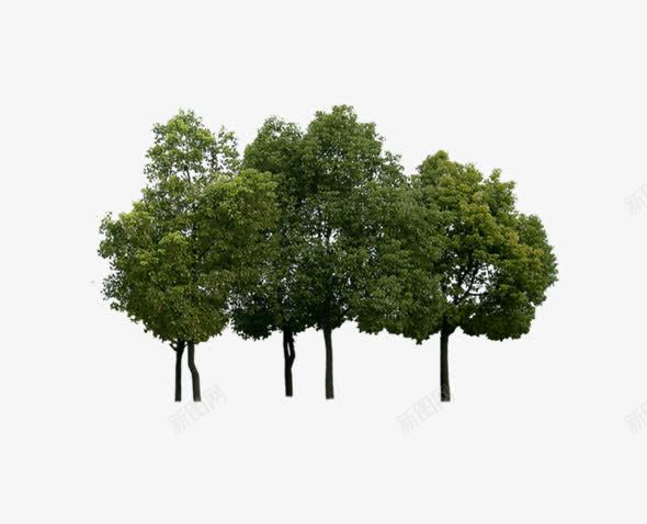 几棵远景树png免抠素材_新图网 https://ixintu.com 几棵 植物 远景树