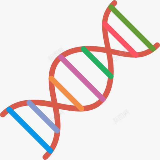 DNA图标png_新图网 https://ixintu.com DNA DNA双螺旋结构图片 DNA结构 医学 教育 生物学 科学 脱氧核糖核酸 遗传