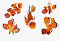 条纹小丑鱼小丑鱼的各种形态高清图片
