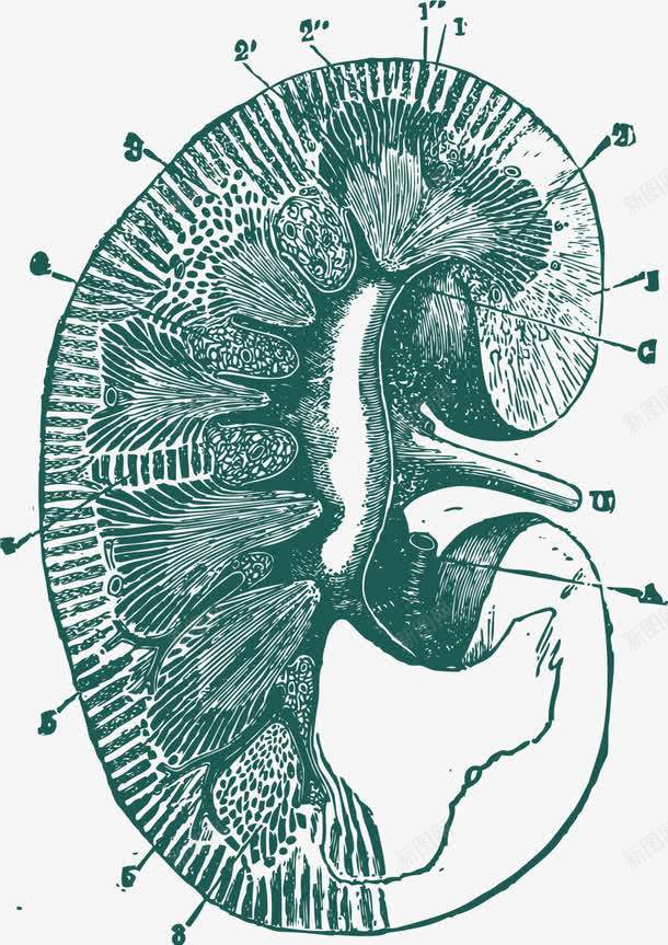 肾脏手绘蓝色剖视图png免抠素材_新图网 https://ixintu.com 人体内脏 人体内脏器官 内脏图 器官 手绘 手绘器官 肾脏器官 蓝色手绘